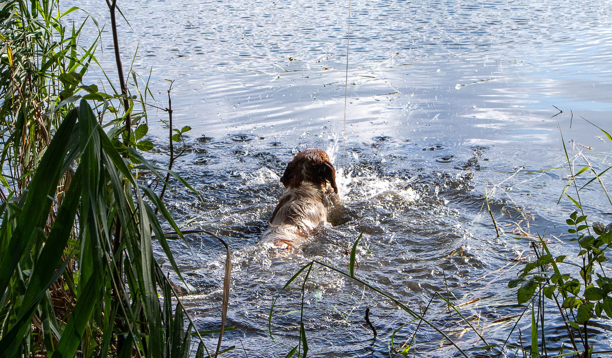 Welpentreffen des A Wurf